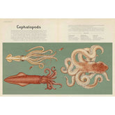 Animalium